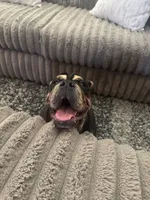 Tiffy, a female English Bulldog for sale in Visalia, CA – 4 of 10