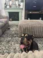 Tiffy, a female English Bulldog for sale in Visalia, CA – 2 of 10