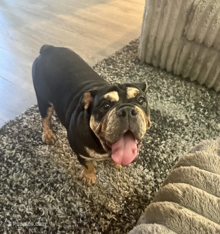 Tiffy – English Bulldog puppy for sale in Visalia, CA