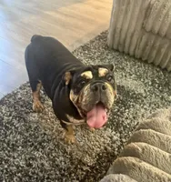 Tiffy, a female English Bulldog for sale in Visalia, CA – 1 of 10