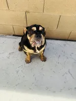 Tiffy, a female English Bulldog for sale in Visalia, CA – 9 of 10