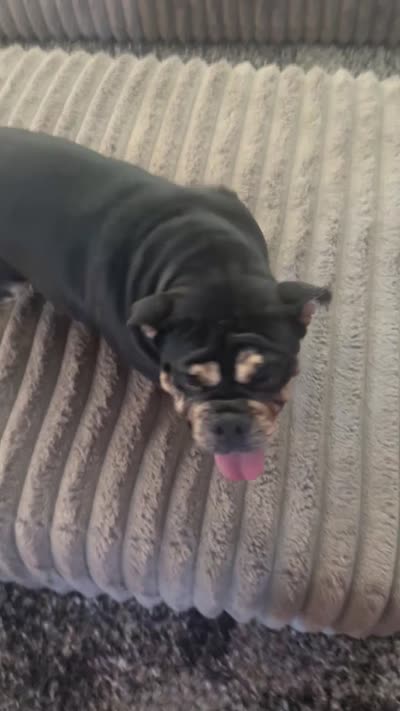 Tiffy, a female English Bulldog for sale in Visalia, CA – 10 of 10