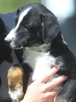 Luke, a male Australian Shepherd and Labrador Retriever for sale in Lansing, MI – 3 of 5