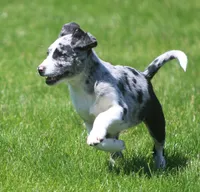 Zoey, a female Australian Shepherd and Labrador Retriever for sale in Lansing, MI – 4 of 7