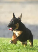 Zoey, a female German Shepherd Dog and Rottweiler for sale in Lansing, MI – 3 of 7