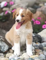 Casey, a male German Shepherd Dog and Golden Retriever for sale in Lansing, MI – 5 of 5