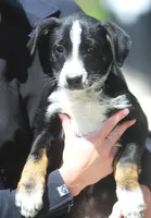 Luke, a male Australian Shepherd and Labrador Retriever for sale in Lansing, MI – 1 of 5