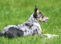 Aria, a male Australian Shepherd and Labrador Retriever for sale in Lansing, MI – 7 of 7