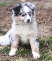 Lilly, a female Miniature Australian Shepherd for sale in Lansing, MI – Photo 2 of 3