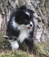 Teeny, a female Miniature Australian Shepherd for sale in Lansing, MI – Photo 1 of 3