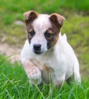 Lola, a female Australian Shepherd and Labrador Retriever for sale in Lansing, MI – 7 of 8