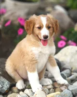Casey, a male German Shepherd Dog and Golden Retriever for sale in Lansing, MI – 4 of 5
