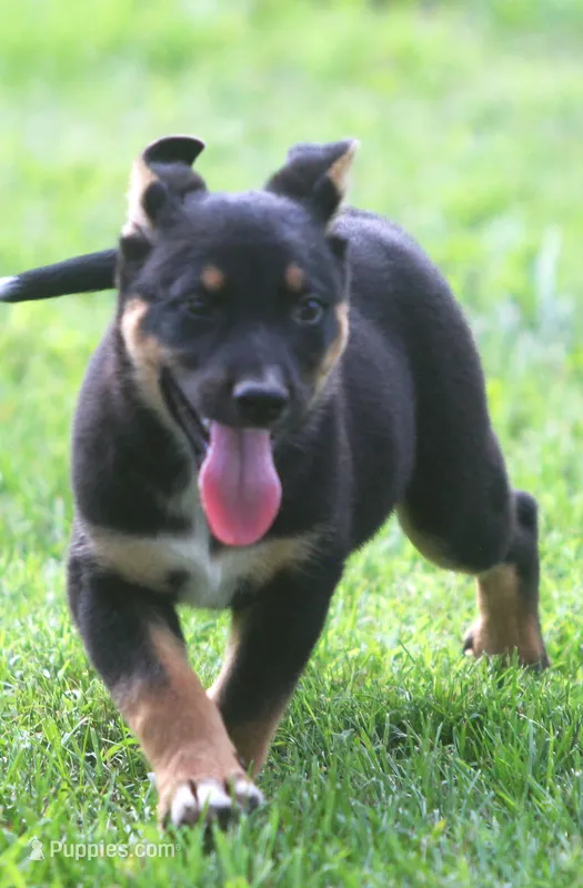 Blue – German Shepherd Dog, Rottweiler puppy for sale in Lansing, MI
