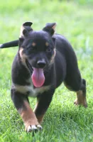 Blue, a male German Shepherd Dog and Rottweiler for sale in Lansing, MI – 1 of 9