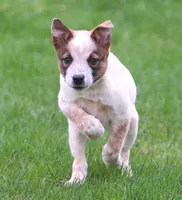 Lola, a female Australian Shepherd and Labrador Retriever for sale in Lansing, MI – 4 of 8