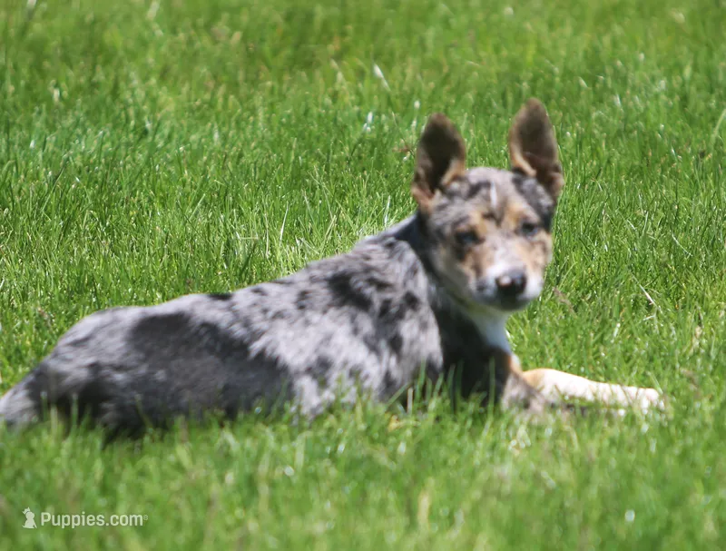 Aria – Australian Shepherd, Labrador Retriever puppy for sale in Lansing, MI