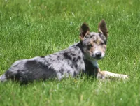 Aria, a male Australian Shepherd and Labrador Retriever for sale in Lansing, MI – 6 of 7