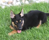 Jayne, a female German Shepherd Dog and Rottweiler for sale in Lansing, MI – 4 of 9