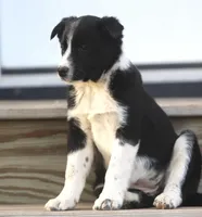 Luke, a male Australian Shepherd and Labrador Retriever for sale in Lansing, MI – Photo 3 of 5