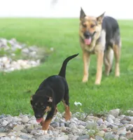 Blue, a male German Shepherd Dog and Rottweiler for sale in Lansing, MI – 7 of 9
