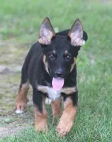 Zack, a male German Shepherd Dog and Rottweiler for sale in Lansing, MI – 2 of 8