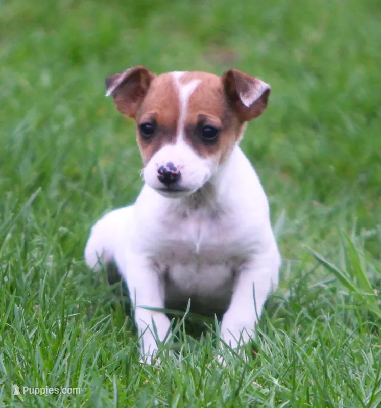Dixie – Jack Russell Terrier puppy for sale in Lansing, MI