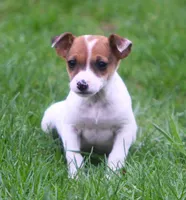 Dixie, a female Jack Russell Terrier for sale in Lansing, MI – Photo 1 of 3
