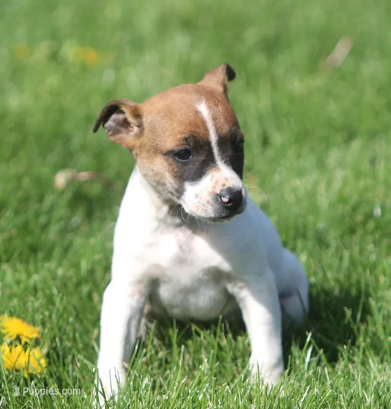 Dixie – Jack Russell Terrier puppy for sale in Lansing, MI