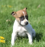 Dixie, a female Jack Russell Terrier for sale in Lansing, MI – Photo 1 of 2