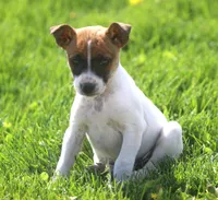 Dixie, a female Jack Russell Terrier for sale in Lansing, MI – Photo 2 of 2