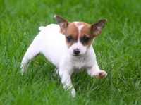 Dixie, a female Jack Russell Terrier for sale in Lansing, MI – Photo 3 of 3