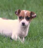 Dixie, a female Jack Russell Terrier for sale in Lansing, MI – Photo 2 of 3