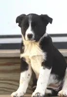 Luke, a male Australian Shepherd and Labrador Retriever for sale in Lansing, MI – Photo 3 of 6