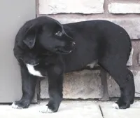 Max, a male Australian Shepherd and Labrador Retriever for sale in Lansing, MI – Photo 2 of 2