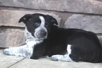 Finn, a male Australian Shepherd and Labrador Retriever for sale in Lansing, MI – Photo 4 of 4