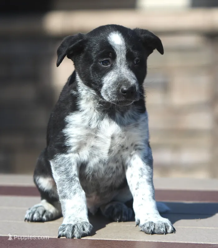 Finn – Australian Shepherd, Labrador Retriever puppy for sale in Lansing, MI