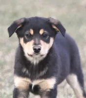 Bodie, a male Australian Shepherd and Labrador Retriever for sale in Lansing, MI – Photo 2 of 3