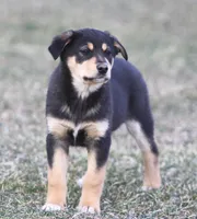 Bodie, a male Australian Shepherd and Labrador Retriever for sale in Lansing, MI – Photo 3 of 3