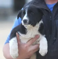 Luke, a male Australian Shepherd and Labrador Retriever for sale in Lansing, MI – Photo 4 of 6