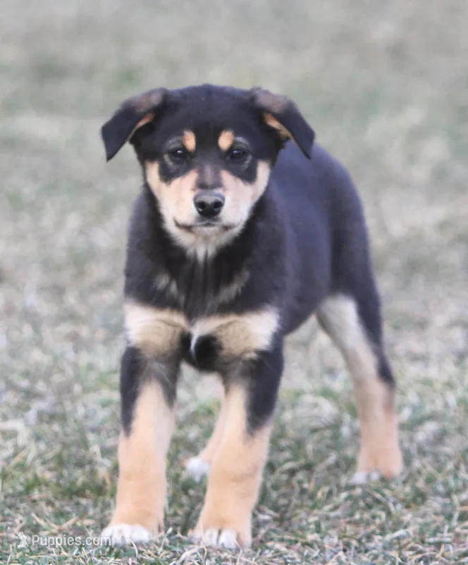 Bodie, a male Australian Shepherd and Labrador Retriever for sale in Lansing, MI – Photo 1 of 3
