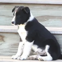 Luna, a female Australian Shepherd and Labrador Retriever for sale in Lansing, MI – Photo 1 of 6