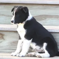 Luke, a male Australian Shepherd and Labrador Retriever for sale in Lansing, MI – Photo 1 of 6