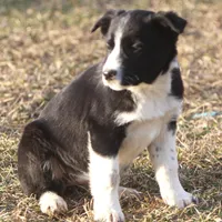 Luna, a female Australian Shepherd and Labrador Retriever for sale in Lansing, MI – Photo 6 of 6