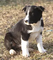 Luke, a male Australian Shepherd and Labrador Retriever for sale in Lansing, MI – Photo 6 of 6