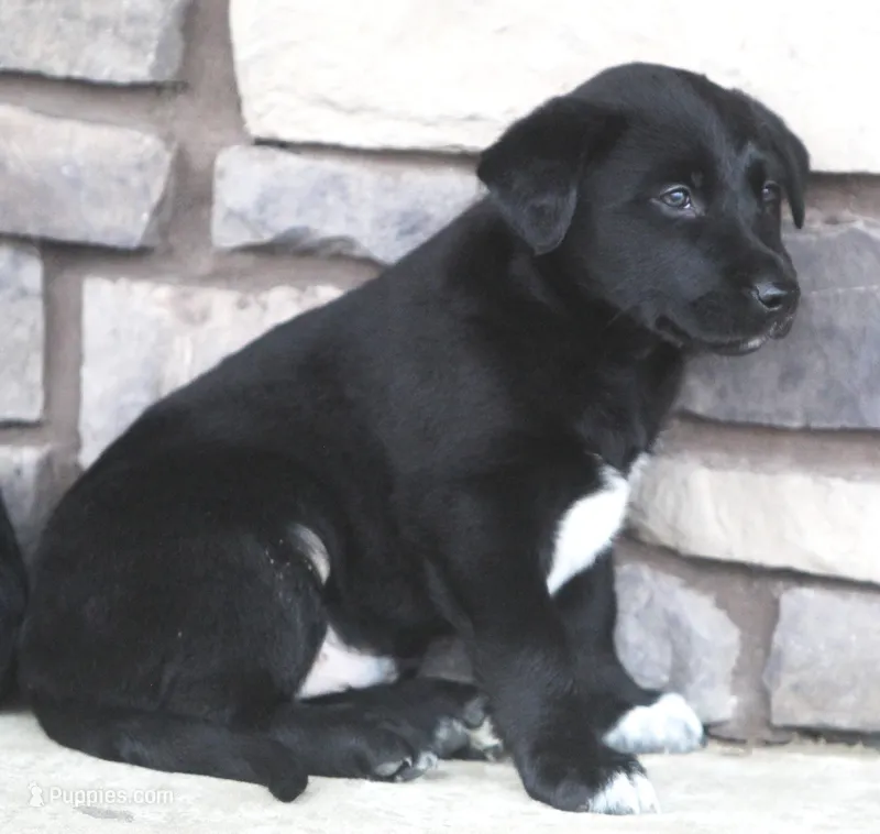 Max – Australian Shepherd, Labrador Retriever puppy for sale in Lansing, MI