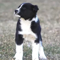 Luna, a female Australian Shepherd and Labrador Retriever for sale in Lansing, MI – Photo 2 of 6