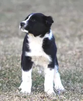 Luke, a male Australian Shepherd and Labrador Retriever for sale in Lansing, MI – Photo 2 of 6