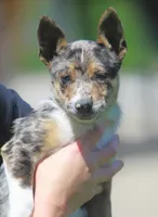 Aria, a male Australian Shepherd and Labrador Retriever for sale in Lansing, MI – 4 of 7