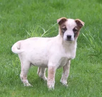 Lola, a female Australian Shepherd and Labrador Retriever for sale in Lansing, MI – 6 of 8