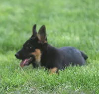 Lulu, a female German Shepherd Dog for sale in Lansing, MI – 3 of 8